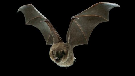 Bat Wing Hoodoo Wallpaper