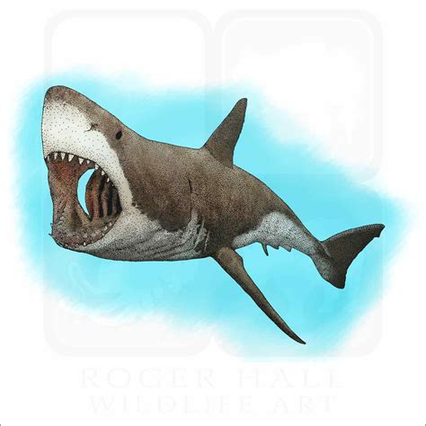 Great White Shark Signed Fine Art Print Inkart