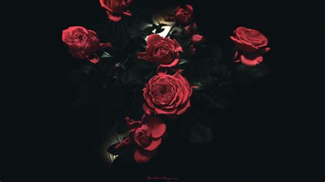 Black Background Laptop Red Roses 4k Wallpaper Flower Bouquet Black