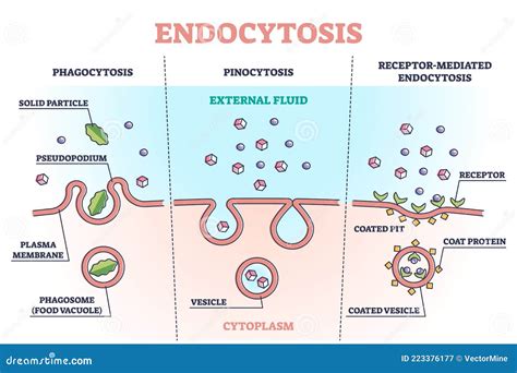 Endocytosis Process With Closeup Cell Side View In Anatomical Outline