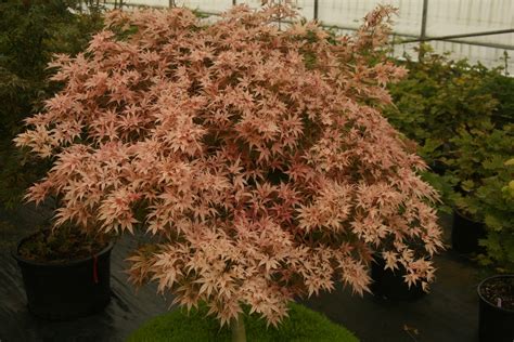 Buy Acer Palmatum ‘geisha Pink Japanese Maple — Mr Maple │ Buy