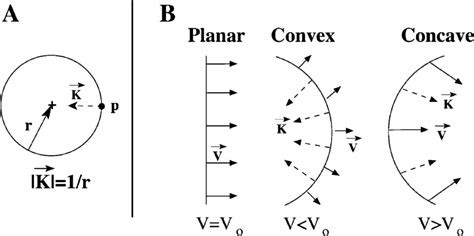 (A) Definition of the curvature vector, illustrated for a circle. The