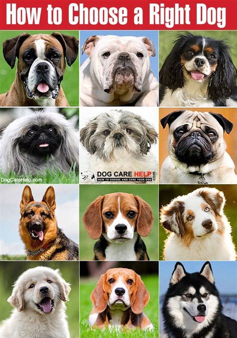 How To Choose A Right Dog Every Dog Lover Not Take The Decision Of