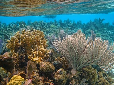 Stretching across 186 miles, it is home to around 70 different species of hard coral, 36. World Wildlife Fund warns of Impact of Oil Exploration to ...