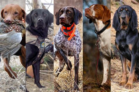 10 Best Hunting Dog Breeds 2017 Alpha Dog Nutrition