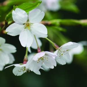 The following 15 pages are in this category, out of 15 total. Kinds Of Flowers List | Kinds Of | Kinds Of