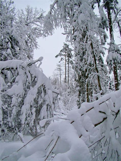 Forest Trees After The Heavy Winter Snowfall Stock Photo Image Of