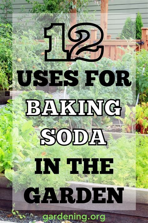 12 Amazing Ways To Use Baking Soda In The Garden Gardening