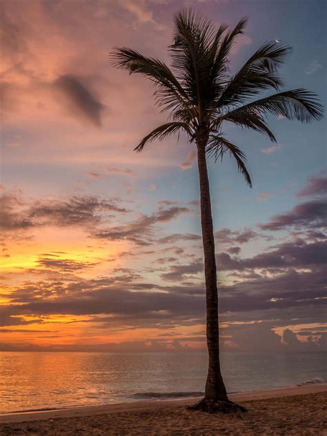 1000 Amazing Palm Tree Photos · Pexels · Free Stock Photos