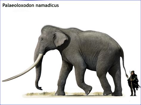 Palaeoloxodon Namadicus By Cisiopurple On Deviantart