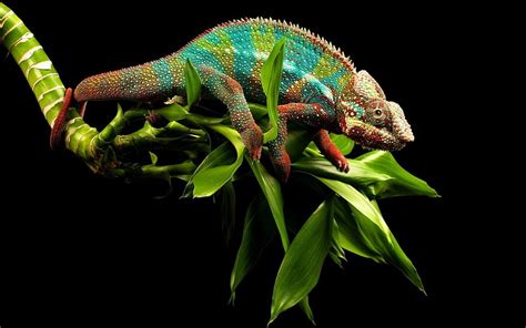 Young Cameleon Colorful Camouflage Chameleon Reptile Hd Wallpaper