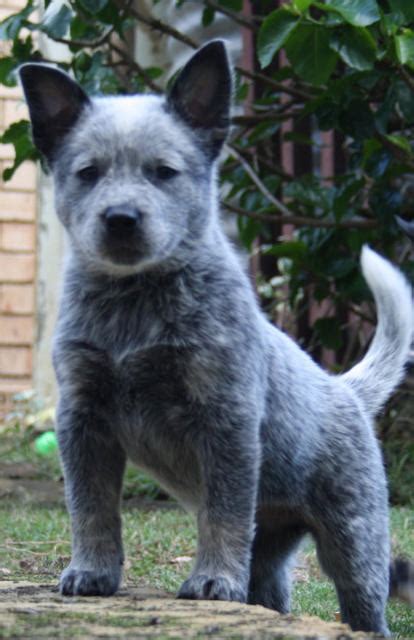 If you're looking for a quality dog that's not too big they make awesome companions. FOR SALE: Blue Heeler Puppies