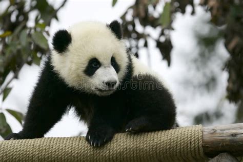 Giant Panda Cub Stock Photo Image Of Bear Animals Bears 3614150