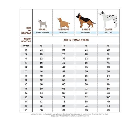 How To Calculate Your Dogs Age In Human Years