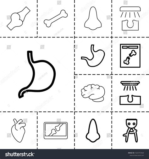 Anatomy Icons Set 13 Editable Outline Stock Vector (Royalty Free