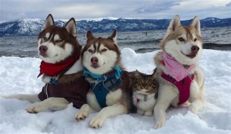three huskies are best friends with cat they helped save from dying
