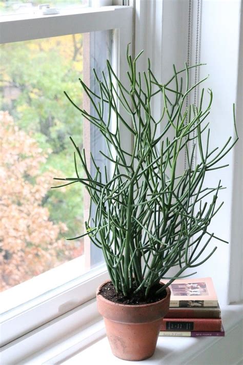 Pencil cactus pruning and rooting cuttings jan 2020. euphorbia pencil cactus - Video Search Engine at Search.com