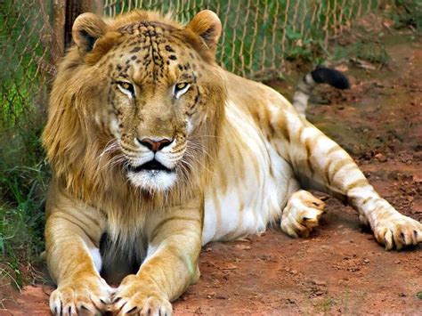 🔥 This Is A Tigon Male Tigerfemale Lion Rnatureisfuckinglit