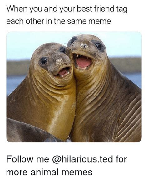 When You And Your Best Friend Tag Each Other In The Same Meme Follow Me