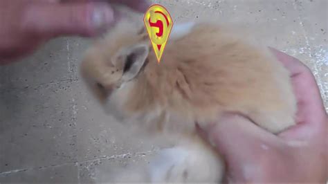 Sexar Conejos En 6 Segundosun Mercado Libre MÉxico Youtube