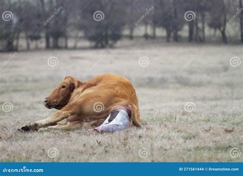 Cow Giving Birth Laying Down As Calf Is Born Stock Photo Image Of
