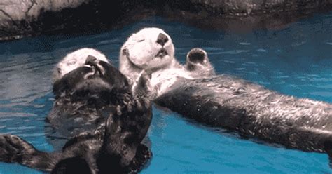 An Otter Couple 9gag
