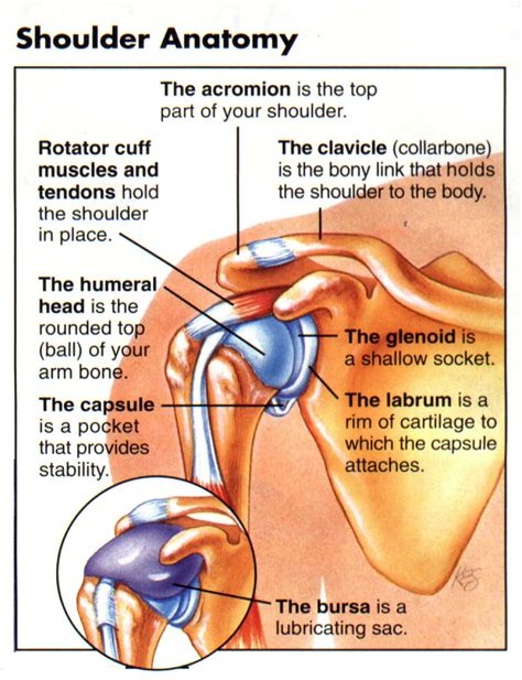 Shoulder joint allows lifting, pushing and pulling by upper extremity. Rotator Cuff Tear | Central Texas Orthopedics Patient Resource