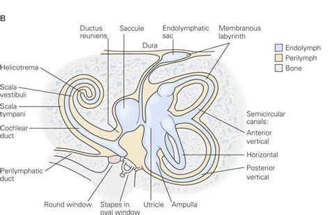 The Vestibular System Neupsy Key