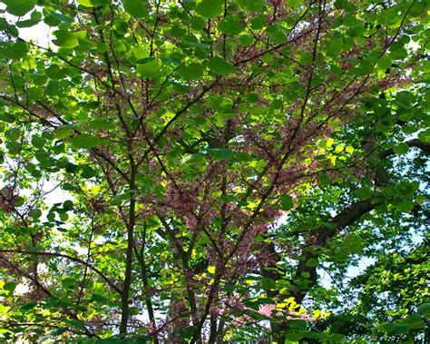 Check spelling or type a new query. GardensOnline: Cercis canadensis