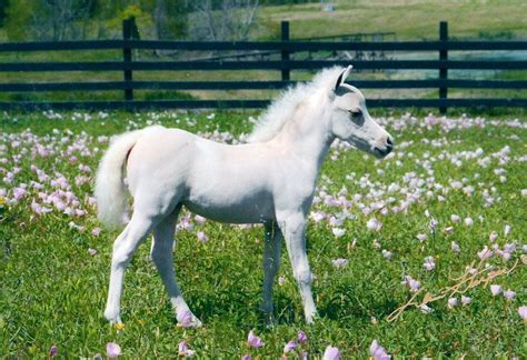 The most common cute horse material is metal. Pin oleh Heilyn Nguyen di Horses