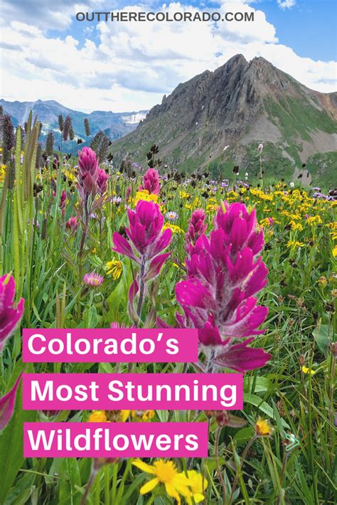 Colorados Most Stunning Wildflowers Colorado Wildflowers Colorado