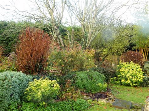 Choisya ternata is a very common landscape plant here and fully hardy. Au gré du jardin: L'embarras du choix parmi les Choisyas
