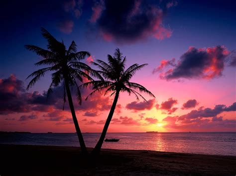Saipan Northern Mariana Islands Tree Silhouette Of A Coconut