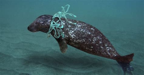 These Are The Plastic Items That Most Kill Marine Animals