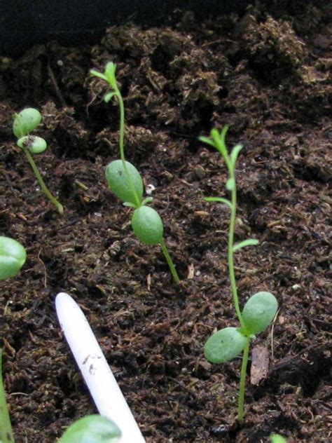 Blue Flax Seeds Certified Organic Garden Hoard Certified Organic