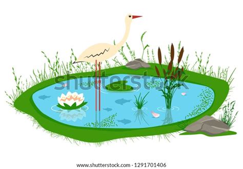 Pond Reeds Lily Grass Stones Stork Stock Vector Royalty Free