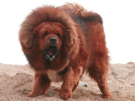 Receta para preparar el auténtico babà napolitano, bañado en un almíbar de ron añejo, y hoy os traigo un pecado de receta, babà napolitano al ron. Mastin Tibetano - Taringa!