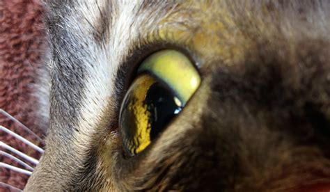Watch the drover move the mob before the morning light. Liver Sampling in Dogs and Cats