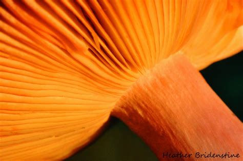 Bright Orange Mushroom Looks Like Pfifferlinge Orange Mushroom