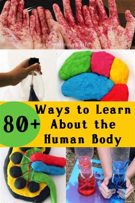 80 Ways To Learn About The Human Body Human Body Activities Human