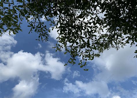 Blue Sky White Clouds Green Leaves Background Blue Sky White Clouds