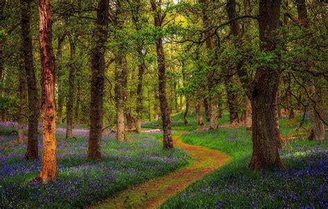 Wallpaper Forest Scotland Scotland Perthshire Bluebell Woods Images