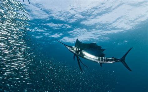 Incredible Sailfish Underwater Pictures Underwater Photography