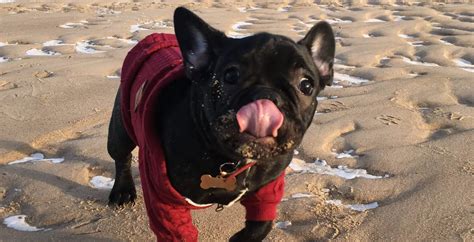 Do French Bulldogs Drool How To Deal Ourfrenchie