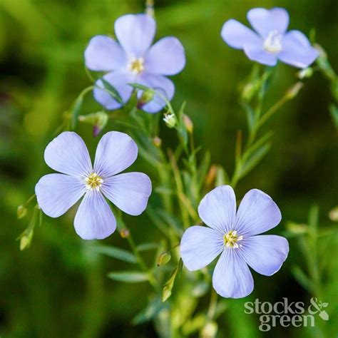 Linum Perenne Blue Flax Seeds Stocks And Green In 2022 Seeds Plant