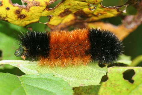 The Woolly Bear Caterpillar In Winter The Infinite Spider