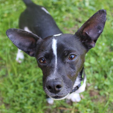 Below is a list of our dogs that are currently available for adoption and also the ones that are awaiting medical clearance. Rat Terrier dog for Adoption in Atlanta, GA. ADN-405103 on ...