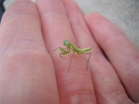 In Case You Were Wondering This Is What A Baby Praying Mantis Looks