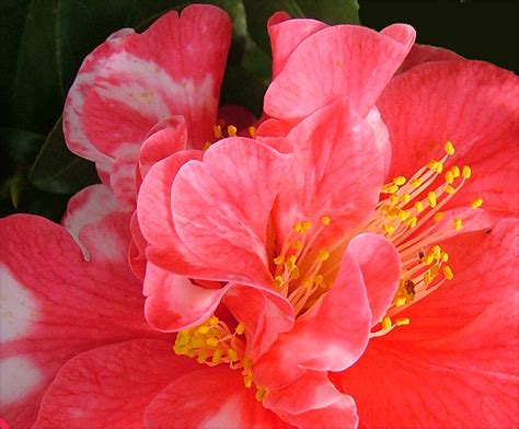 Camellia Stokrotka49 Flickr