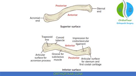 Clavicle Anatomy Bone And Muscles